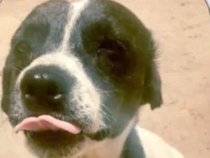 Cachorro raça SRD idade 7 a 11 meses nome Luca 