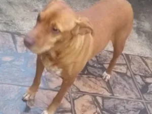 Cachorro raça Mestiça  idade 1 ano nome Mel 