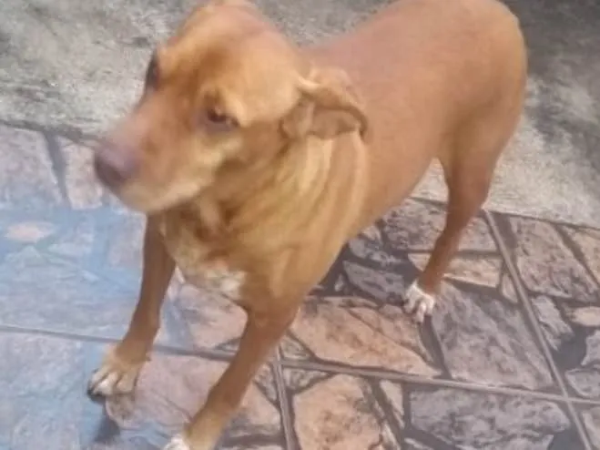 Cachorro ra a Mestiça  idade 1 ano nome Mel 