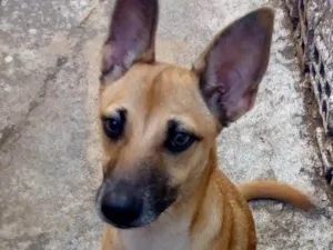 Cachorro raça Vira lata idade 2 a 6 meses nome Lili