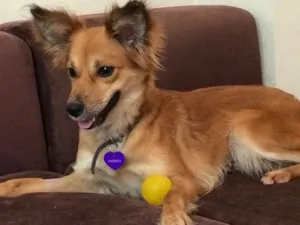 Cachorro raça SRD idade  nome Amendoa