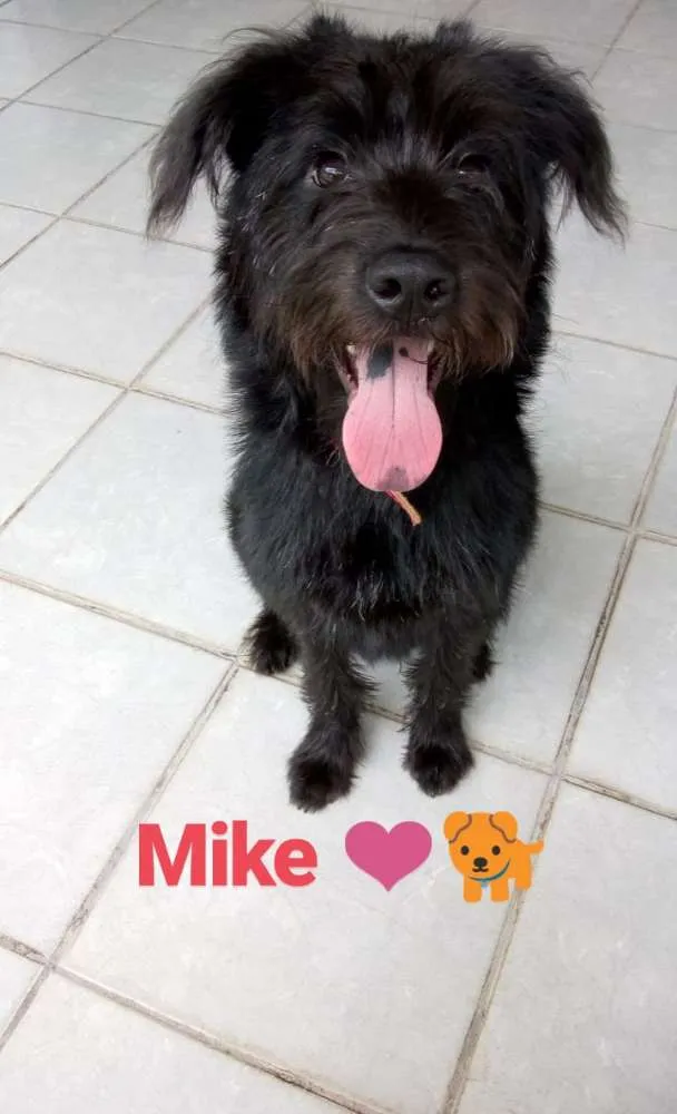 Cachorro ra a Poodle com vira lata idade 7 a 11 meses nome Mike