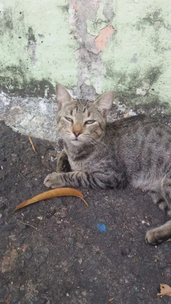 Gato ra a Amor  idade 2 a 6 meses nome Amores