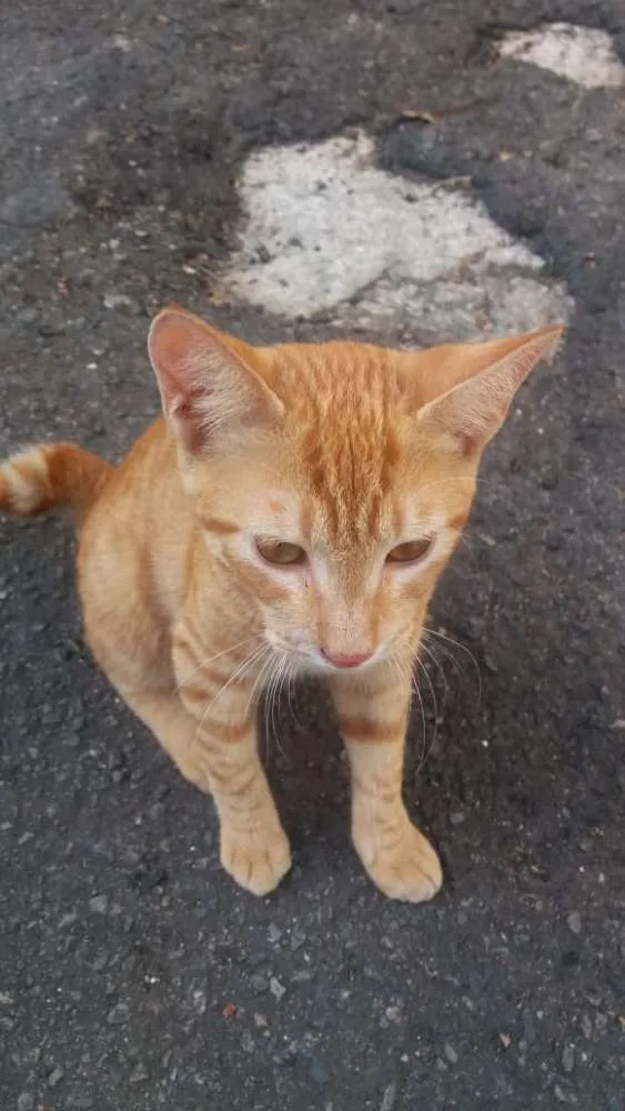 Gato ra a Amor  idade 2 a 6 meses nome Amores
