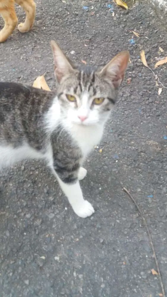 Gato ra a Amor  idade 2 a 6 meses nome Amores