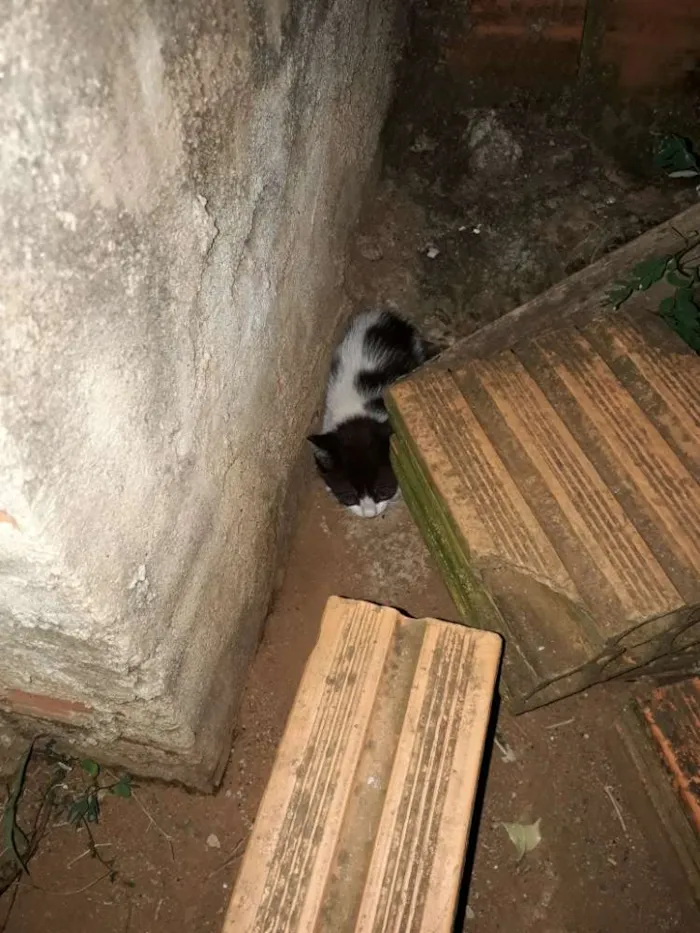 Gato ra a Vira lata idade Abaixo de 2 meses nome Sem nome