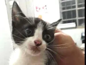 Gato raça Vira lata idade Abaixo de 2 meses nome Sem nome
