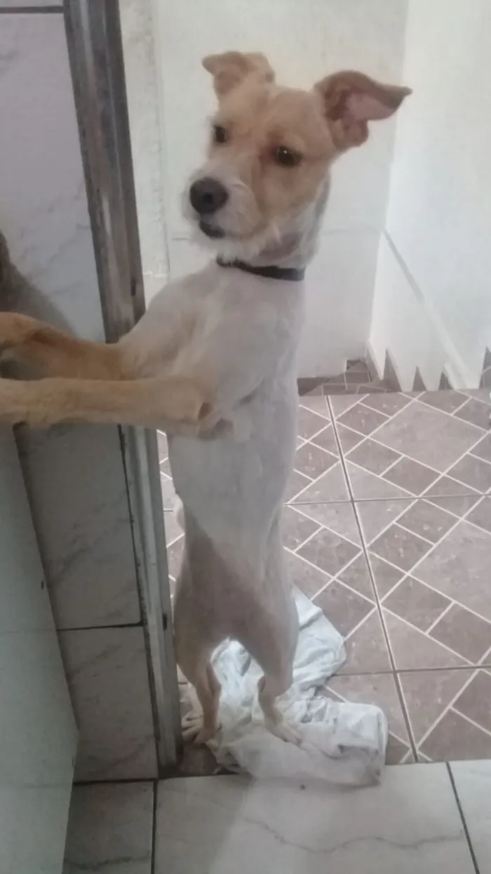Cachorro ra a indefinida idade 1 ano nome Mel