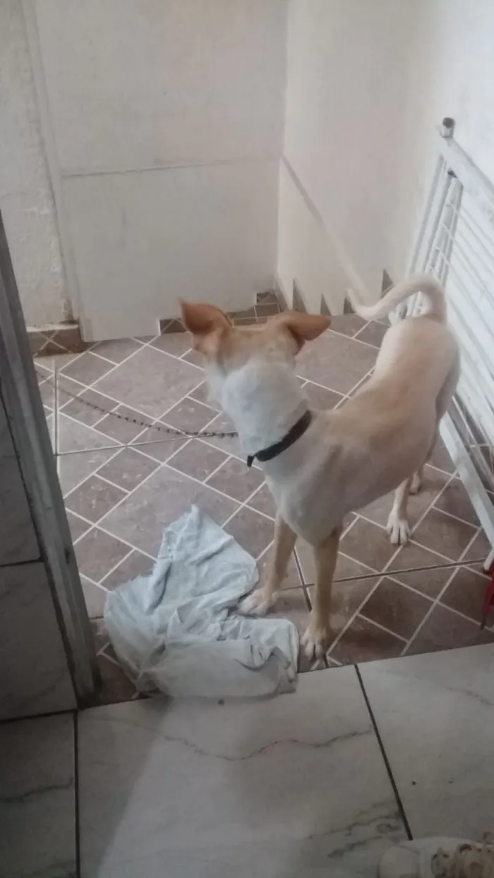 Cachorro ra a indefinida idade 1 ano nome Mel