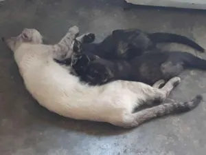 Gato raça Vira lata idade 2 a 6 meses nome Cloe, Bel 