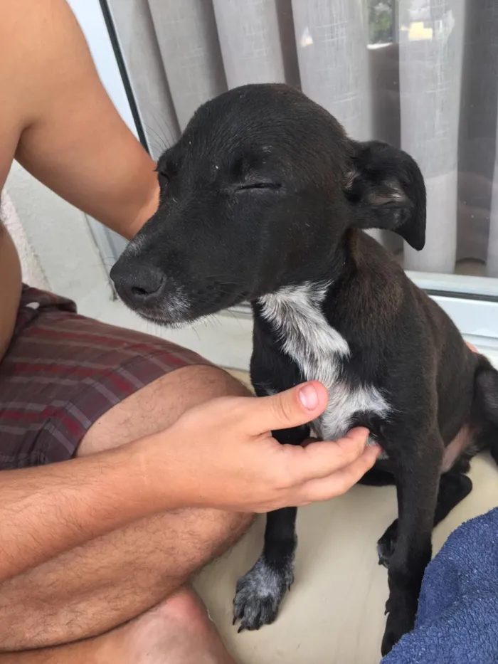 Cachorro raça SRD idade 2 a 6 meses nome Shoyu