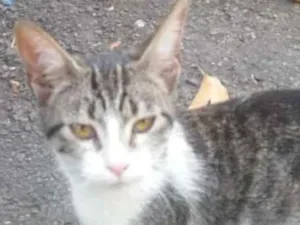Gato raça Amor  idade 2 a 6 meses nome Amores
