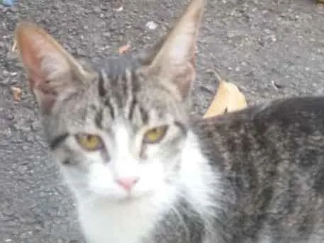 Gato ra a Amor  idade 2 a 6 meses nome Amores