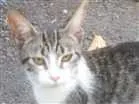 Gato raça Amor  idade 2 a 6 meses nome Amores