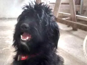 Cachorro raça SRD mestiça poodle idade 2 anos nome Melissa