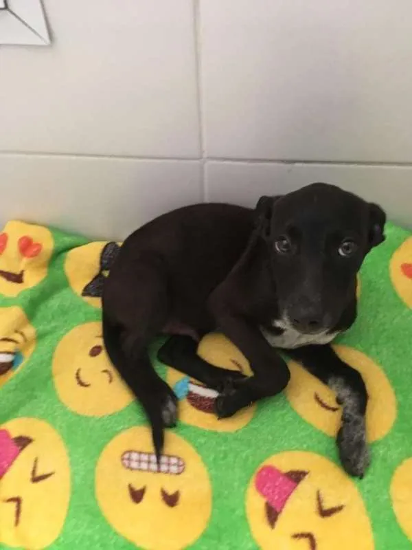 Cachorro raça SRD idade 2 a 6 meses nome Shoyu