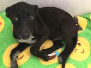 Cachorro raça SRD idade 2 a 6 meses nome Shoyu