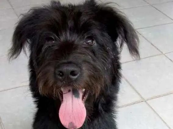 Cachorro ra a Poodle com vira lata idade 7 a 11 meses nome Mike