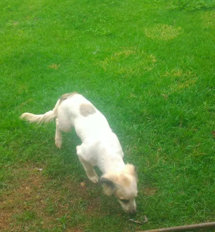 Cachorro ra a ilhasa com cofap idade 2 a 6 meses nome Áquiles