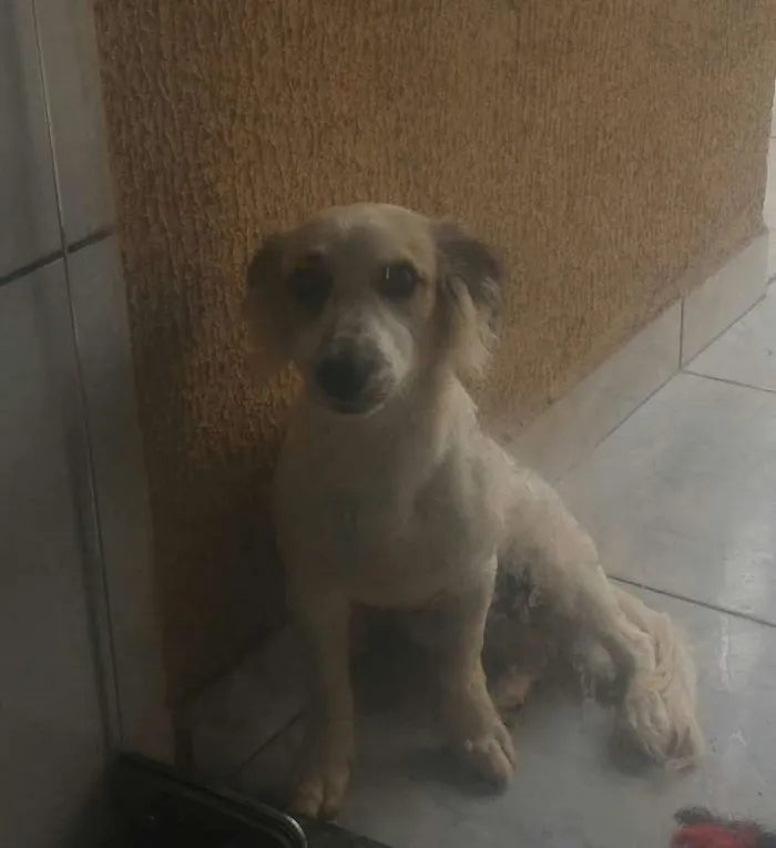 Cachorro ra a ilhasa com cofap idade 2 a 6 meses nome Áquiles