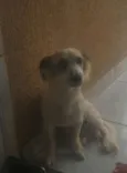 Áquiles