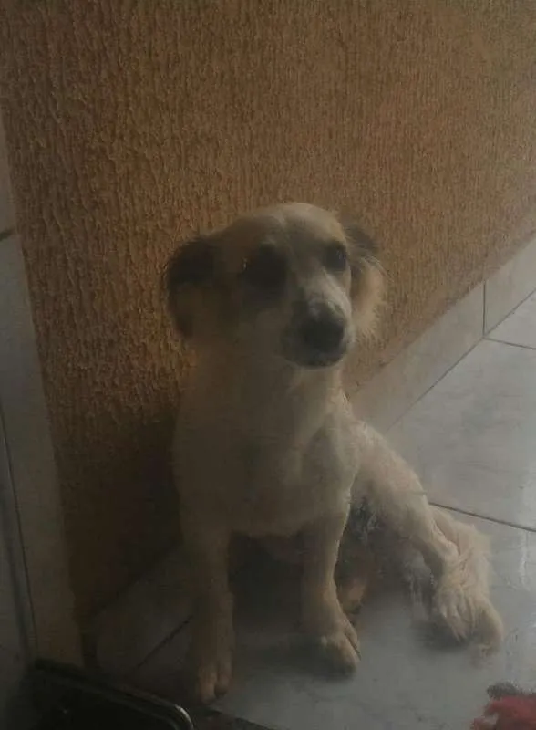 Cachorro ra a ilhasa com cofap idade 2 a 6 meses nome Áquiles