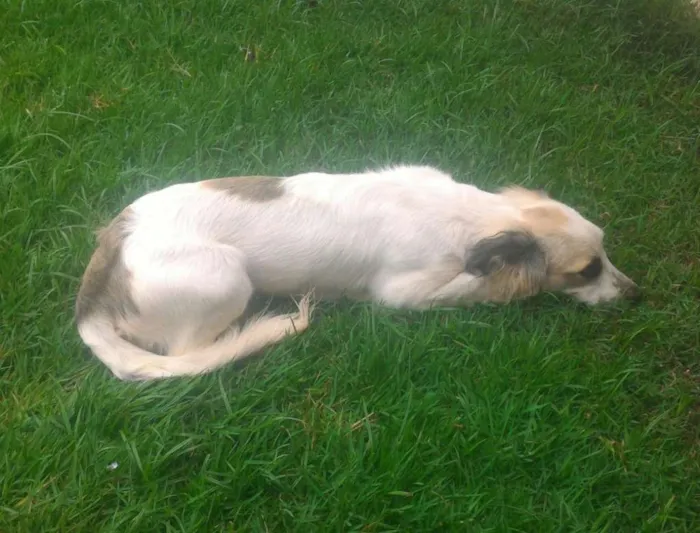 Cachorro ra a ilhasa com cofap idade 2 a 6 meses nome Áquiles