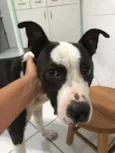 Xadrez