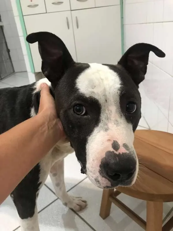Cachorro ra a American Pitbull idade 1 ano nome Xadrez