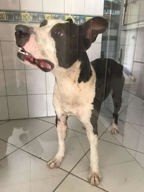 Cachorro ra a American Pitbull idade 1 ano nome Xadrez