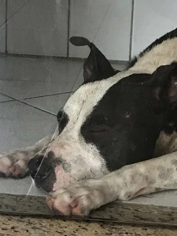 Cachorro ra a American Pitbull idade 1 ano nome Xadrez