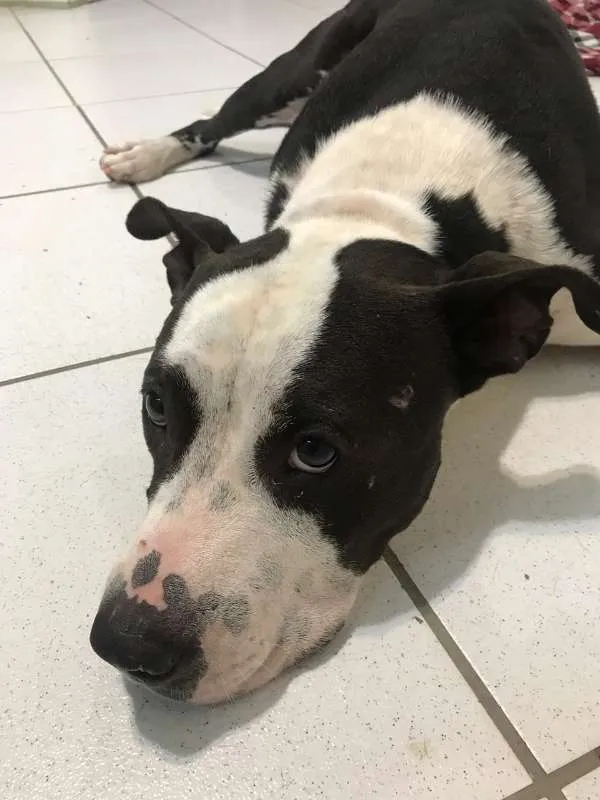 Cachorro ra a American Pitbull idade 1 ano nome Xadrez