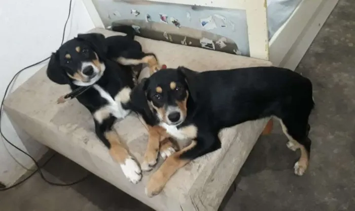 Cachorro ra a srd idade 2 a 6 meses nome Rafael&Rafaela