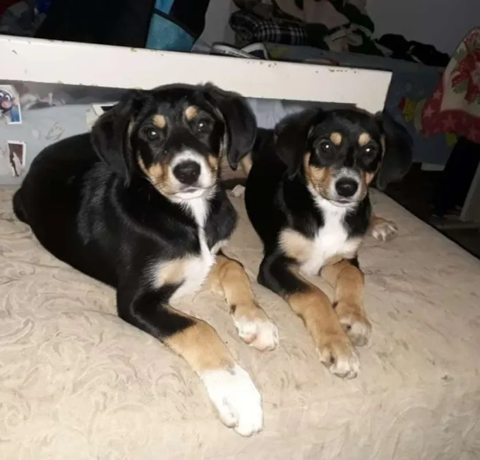 Cachorro ra a srd idade 2 a 6 meses nome Rafael&Rafaela