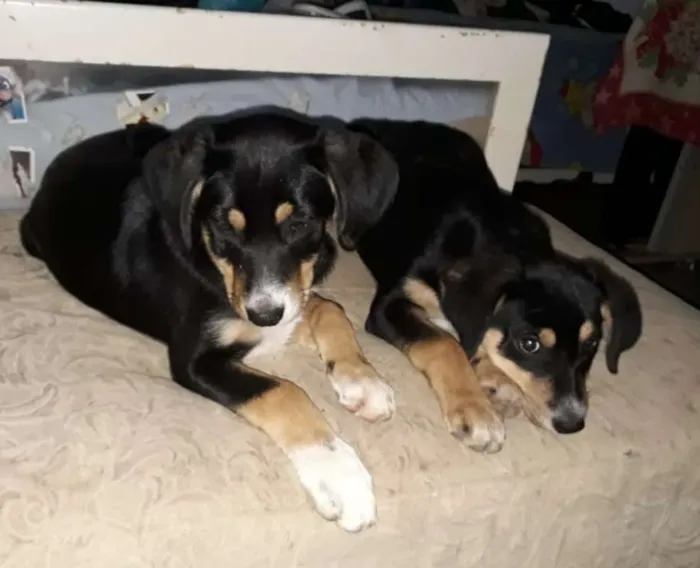 Cachorro ra a srd idade 2 a 6 meses nome Rafael&Rafaela