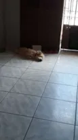 Toby