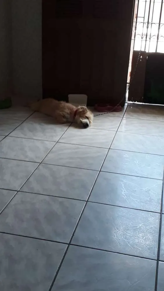 Cachorro ra a Viralata com poodle idade 2 a 6 meses nome Toby