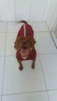 Pity Marrom