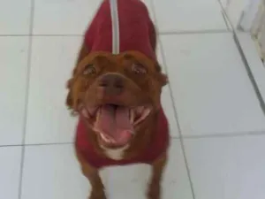 Cachorro raça Pitbull idade 3 anos nome Pity Marrom