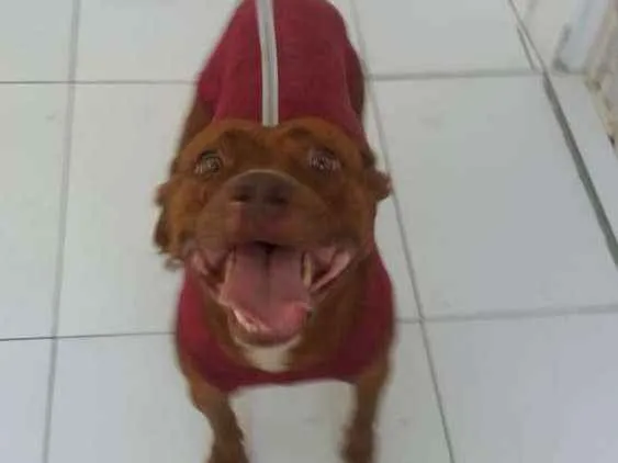 Cachorro ra a Pitbull idade 3 anos nome Pity Marrom