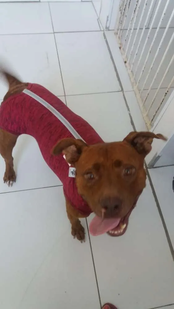 Cachorro ra a Pitbull idade 3 anos nome Pity Marrom