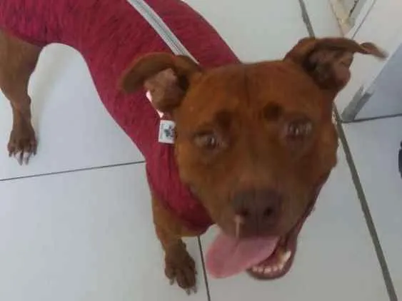 Cachorro ra a Pitbull idade 3 anos nome Pity Marrom