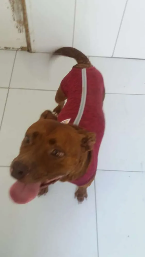 Cachorro ra a Pitbull idade 3 anos nome Pity Marrom