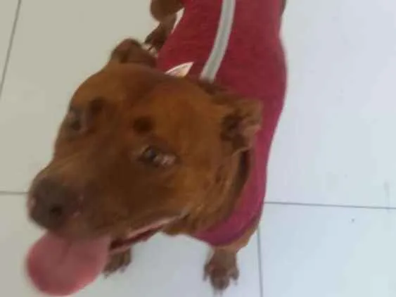 Cachorro ra a Pitbull idade 3 anos nome Pity Marrom