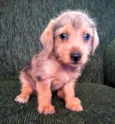 lolito