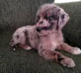lolito