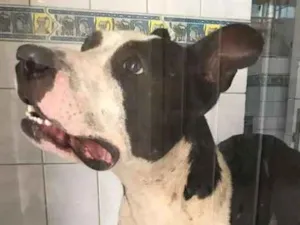 Cachorro raça American Pitbull idade 1 ano nome Xadrez