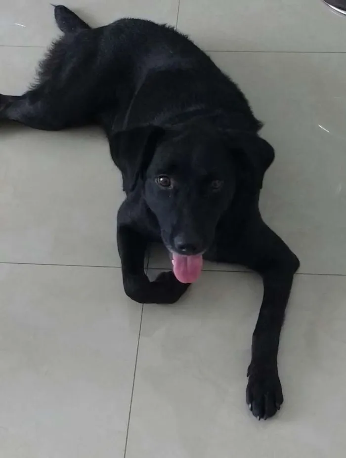 Cachorro ra a Labrador- Belga idade 2 anos nome Mendy