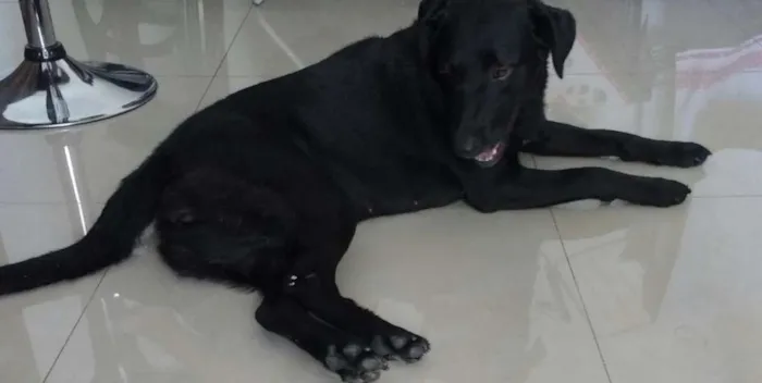 Cachorro ra a Labrador- Belga idade 2 anos nome Mendy