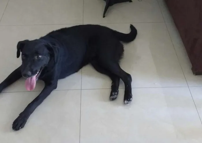 Cachorro ra a Labrador- Belga idade 2 anos nome Mendy